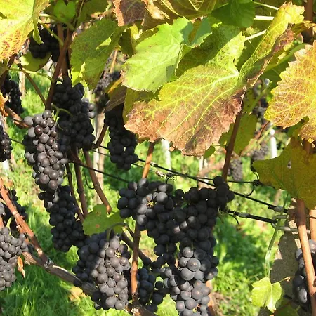 Doerflinger * Ottenhofen im Schwarzwald